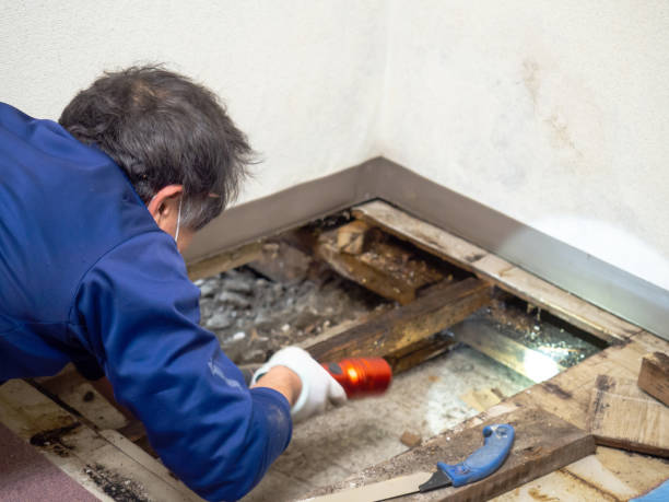 Best Office Mold Removal Services  in Soldotna, AK