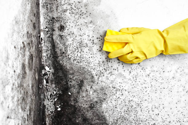 Mold Removal and Inspection in Soldotna, AK