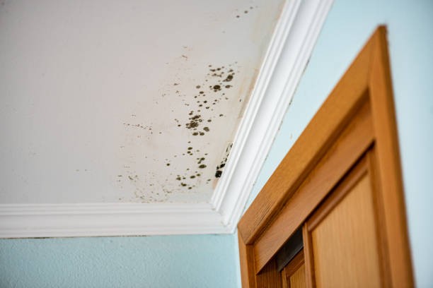 Best Certified Mold Removal  in Soldotna, AK