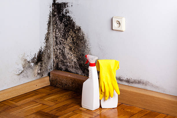 Best Mold Testing  in Soldotna, AK